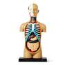 Multicolour 3d anatomic model. torso