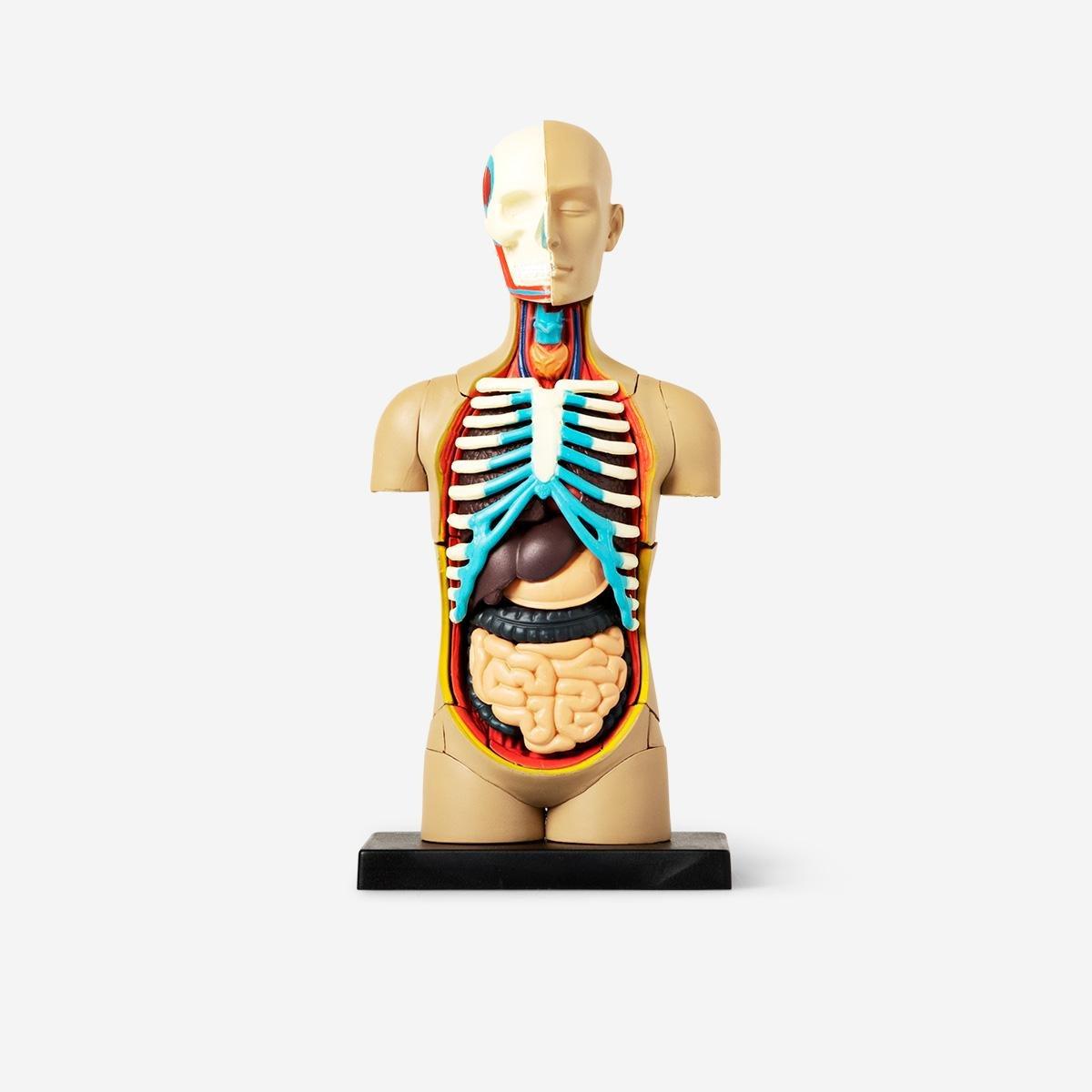 Multicolour 3D Anatomic Model. Torso