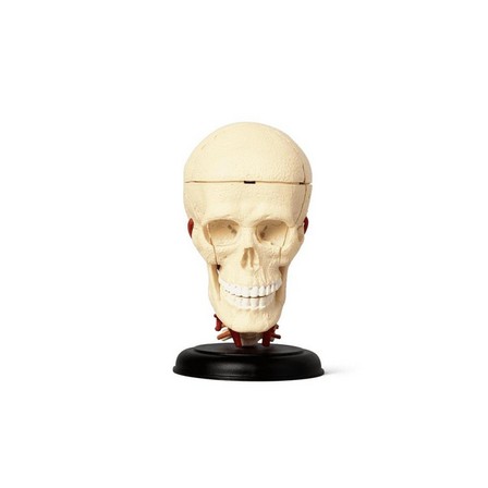 Multicolour 3d anatomic model. skull