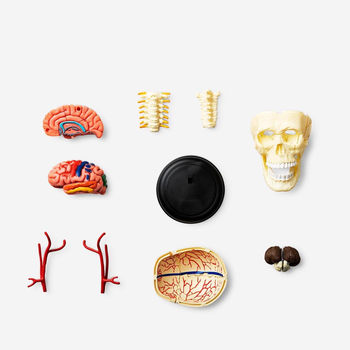Multicolour 3D Anatomic Model. Skull