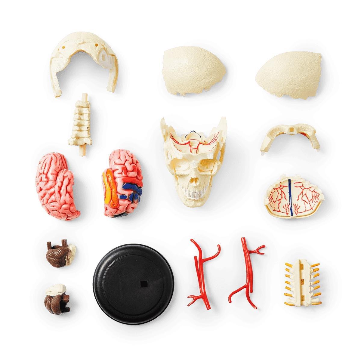 Multicolour 3D Anatomic Model. Skull