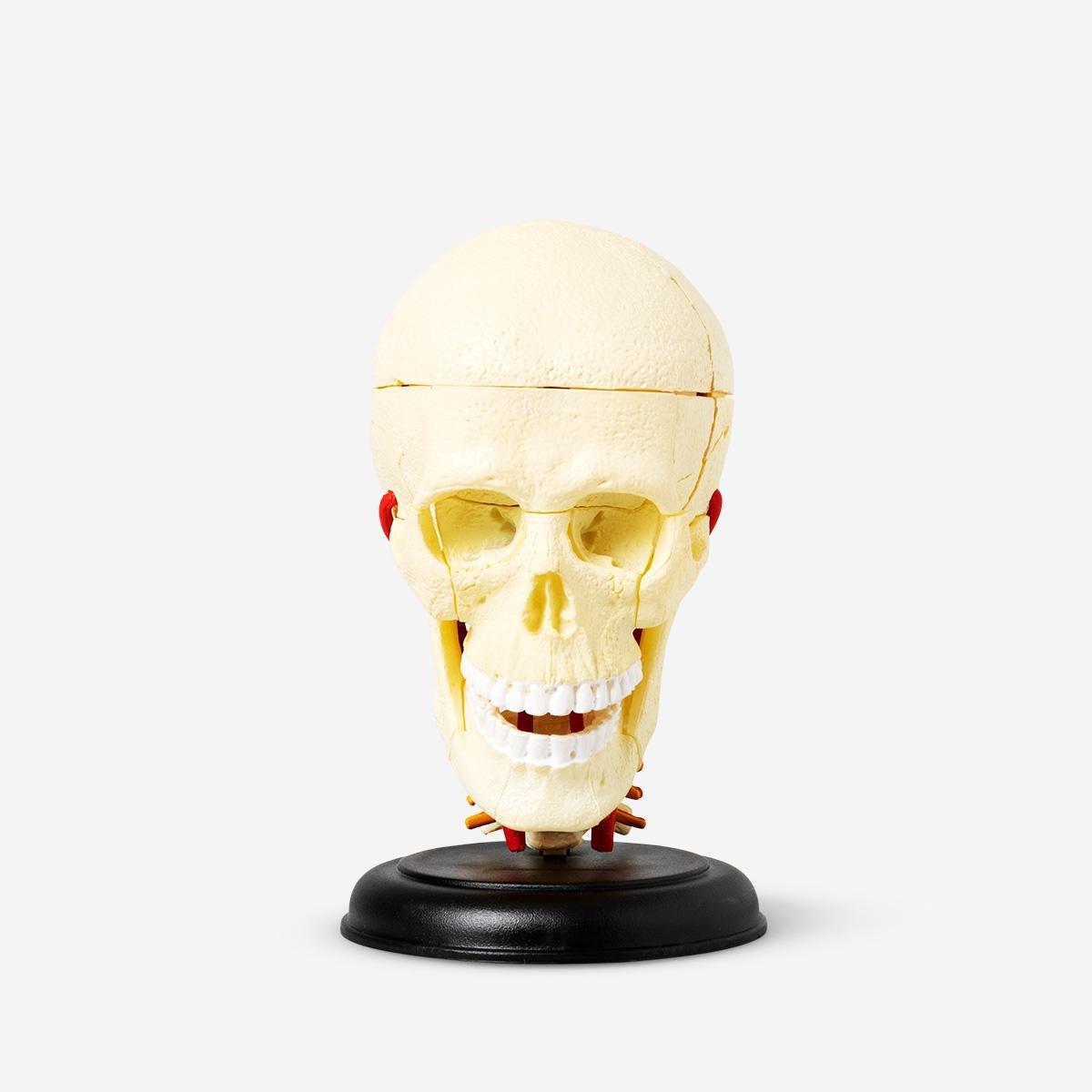 Multicolour 3D Anatomic Model. Skull