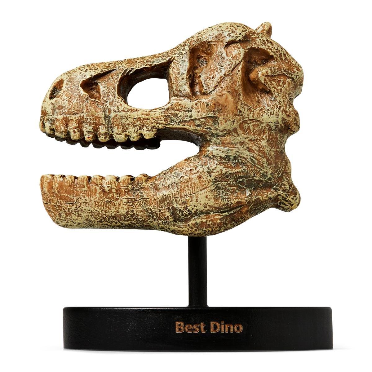 Dinosaur skull trophy