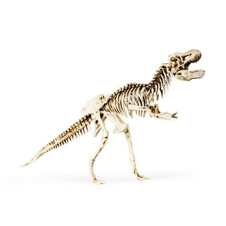 Dinosaur skeleton set