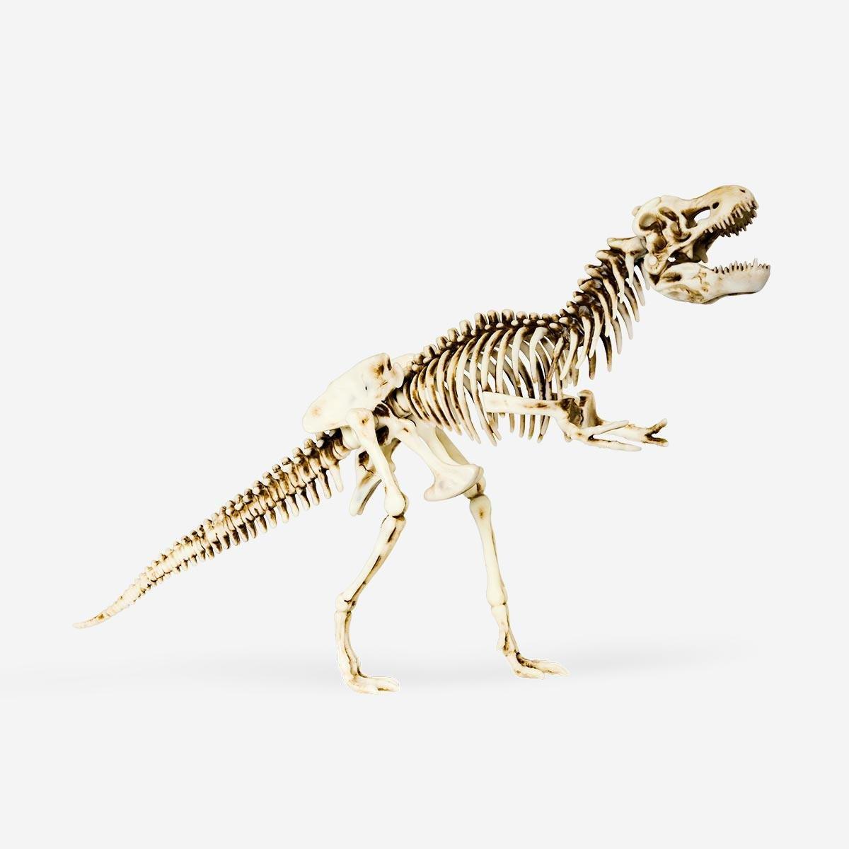 Dinosaur skeleton set