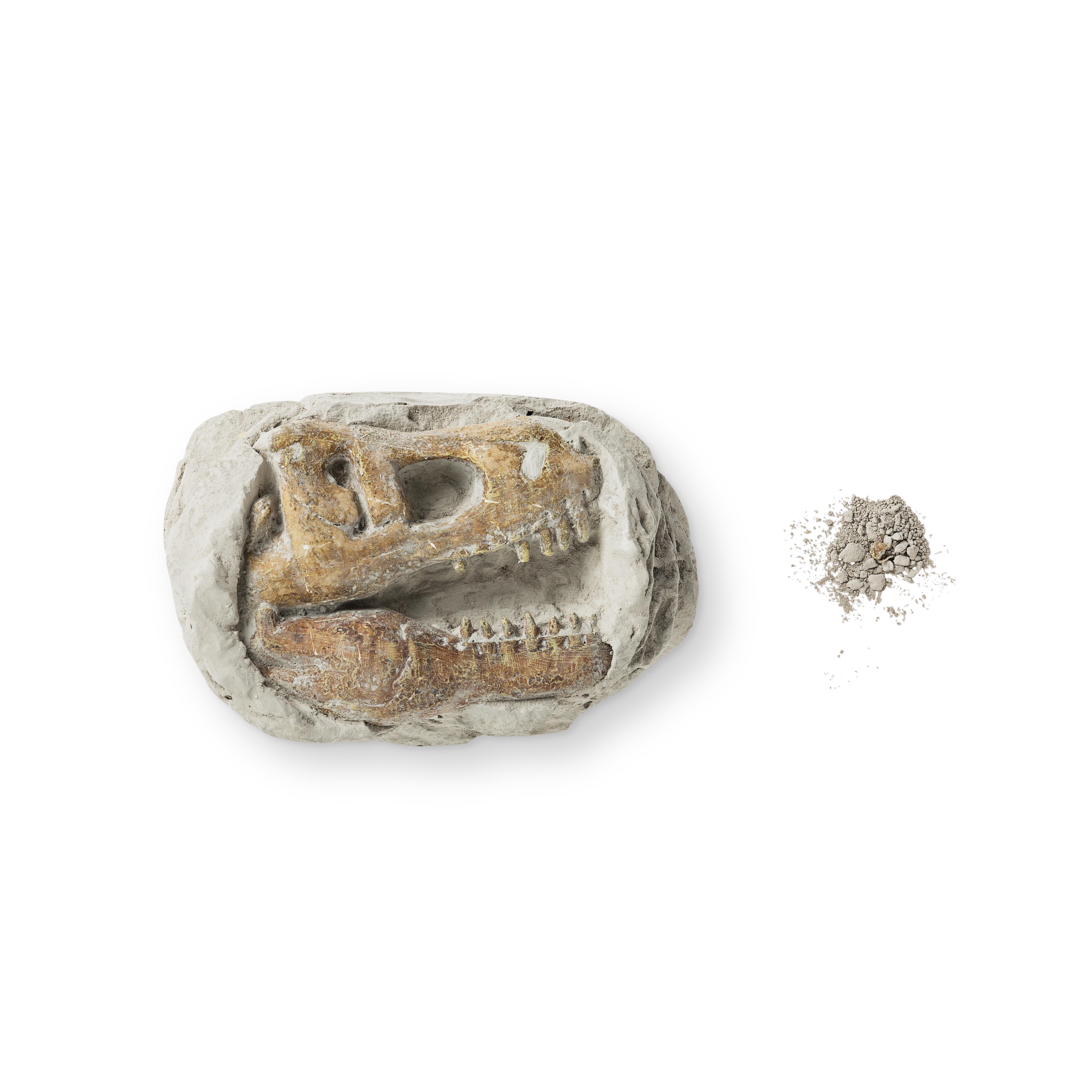 Plaster excavation kit (tyrannosaurus)