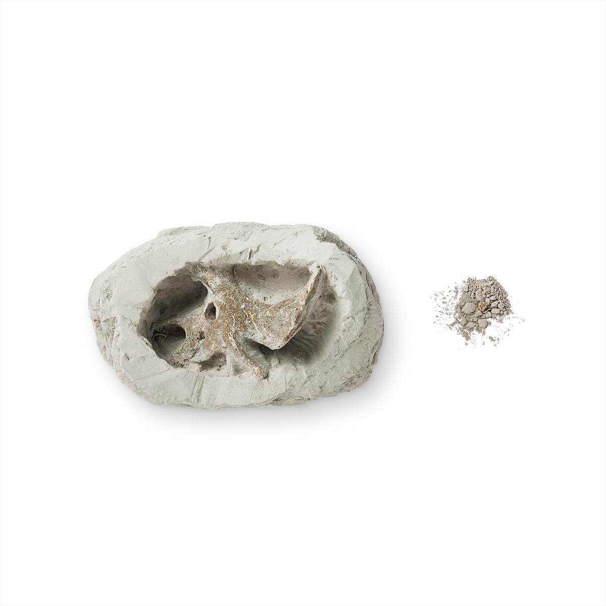 Plaster excavation kit (triceratops)