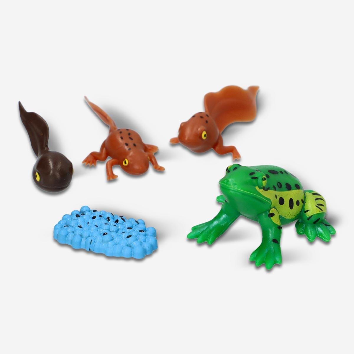 Multicolour Life cycle set. From egg to frog