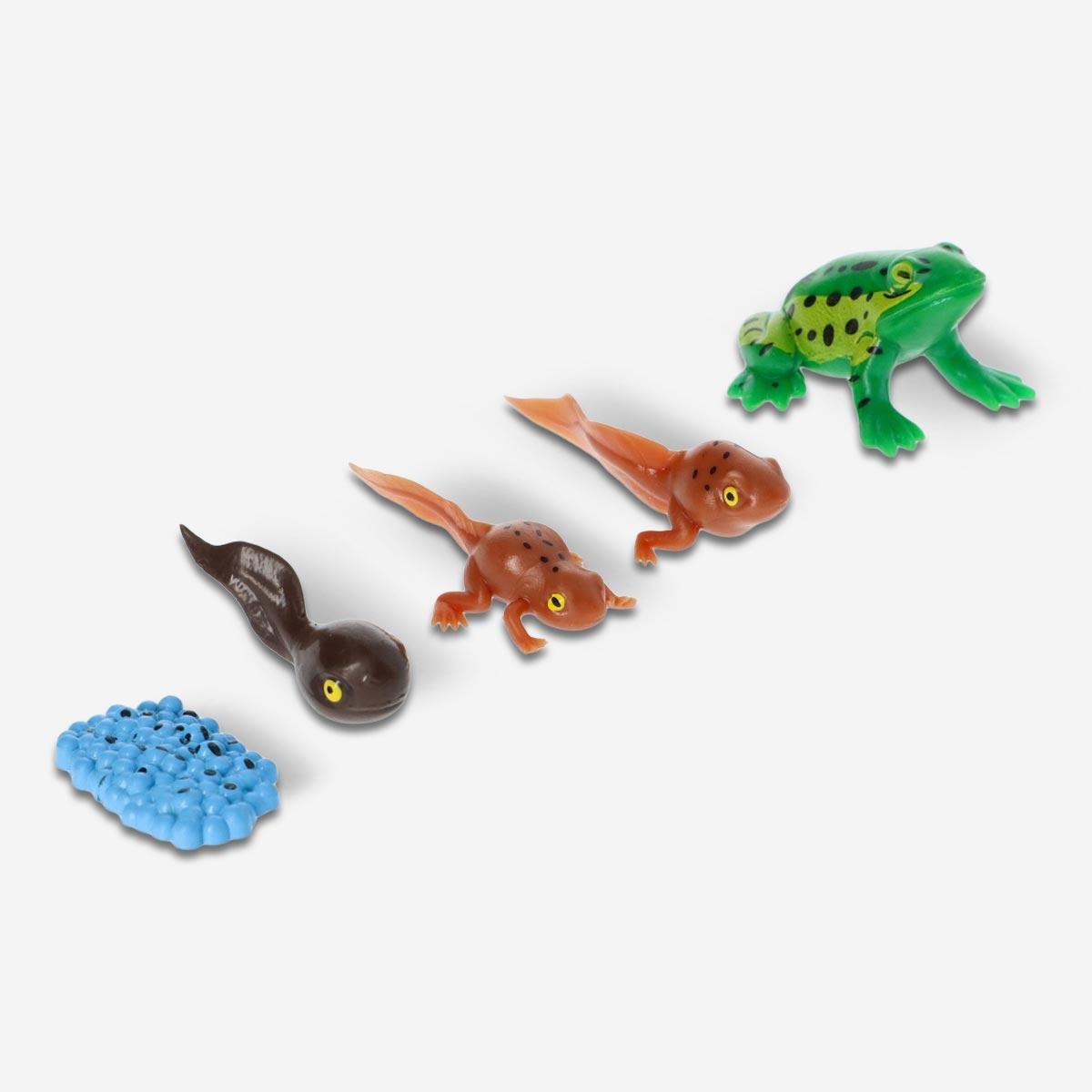 Multicolour Life cycle set. From egg to frog
