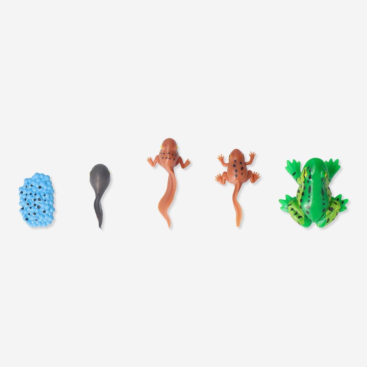 Multicolour Life cycle set. From egg to frog