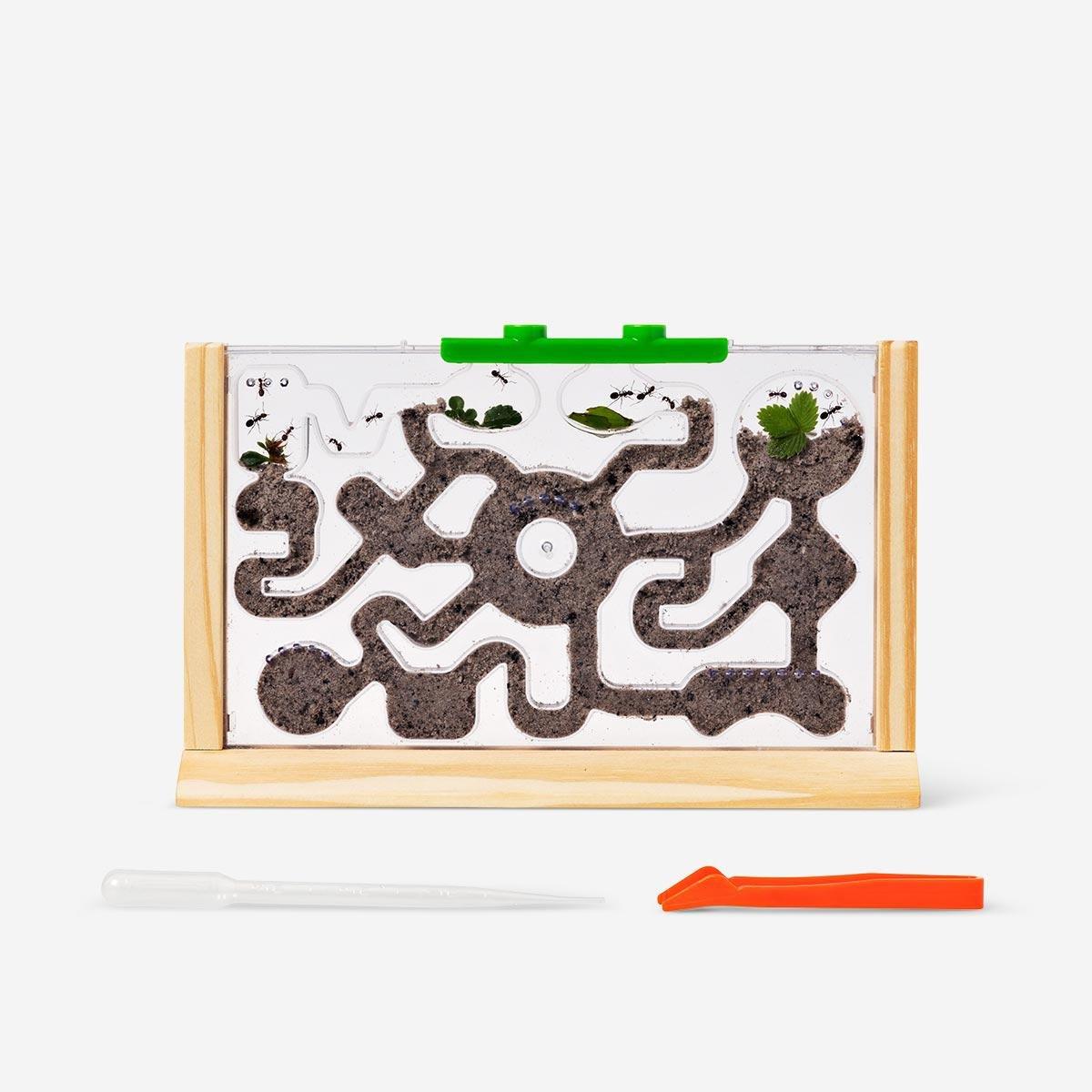 Wooden ant viewer