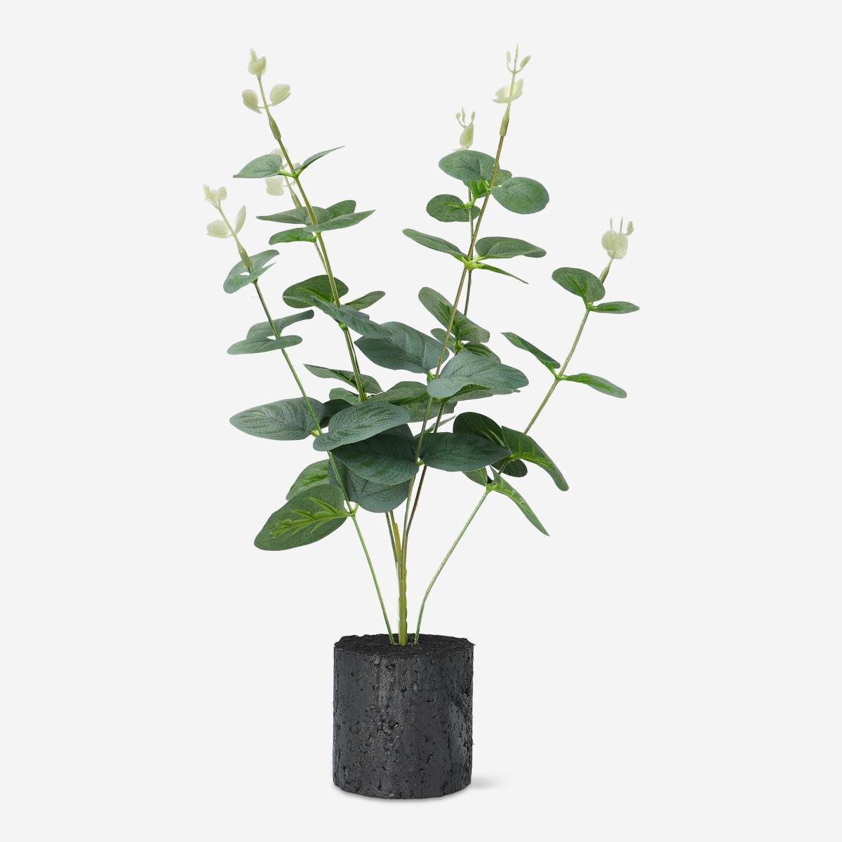 Green decorative plant