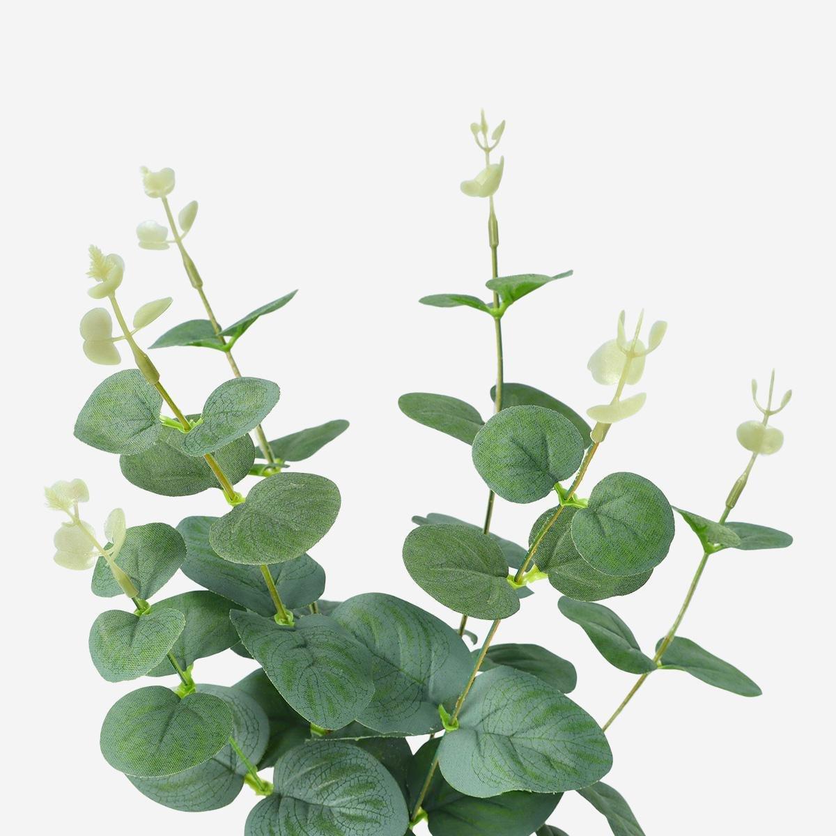 Green decorative plant