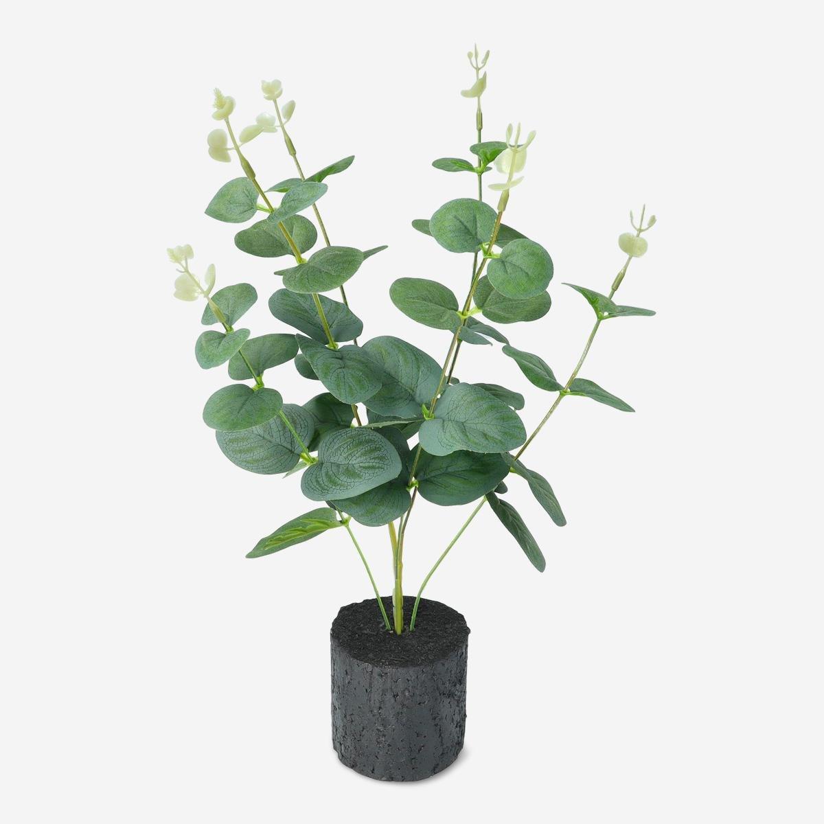 Green decorative plant