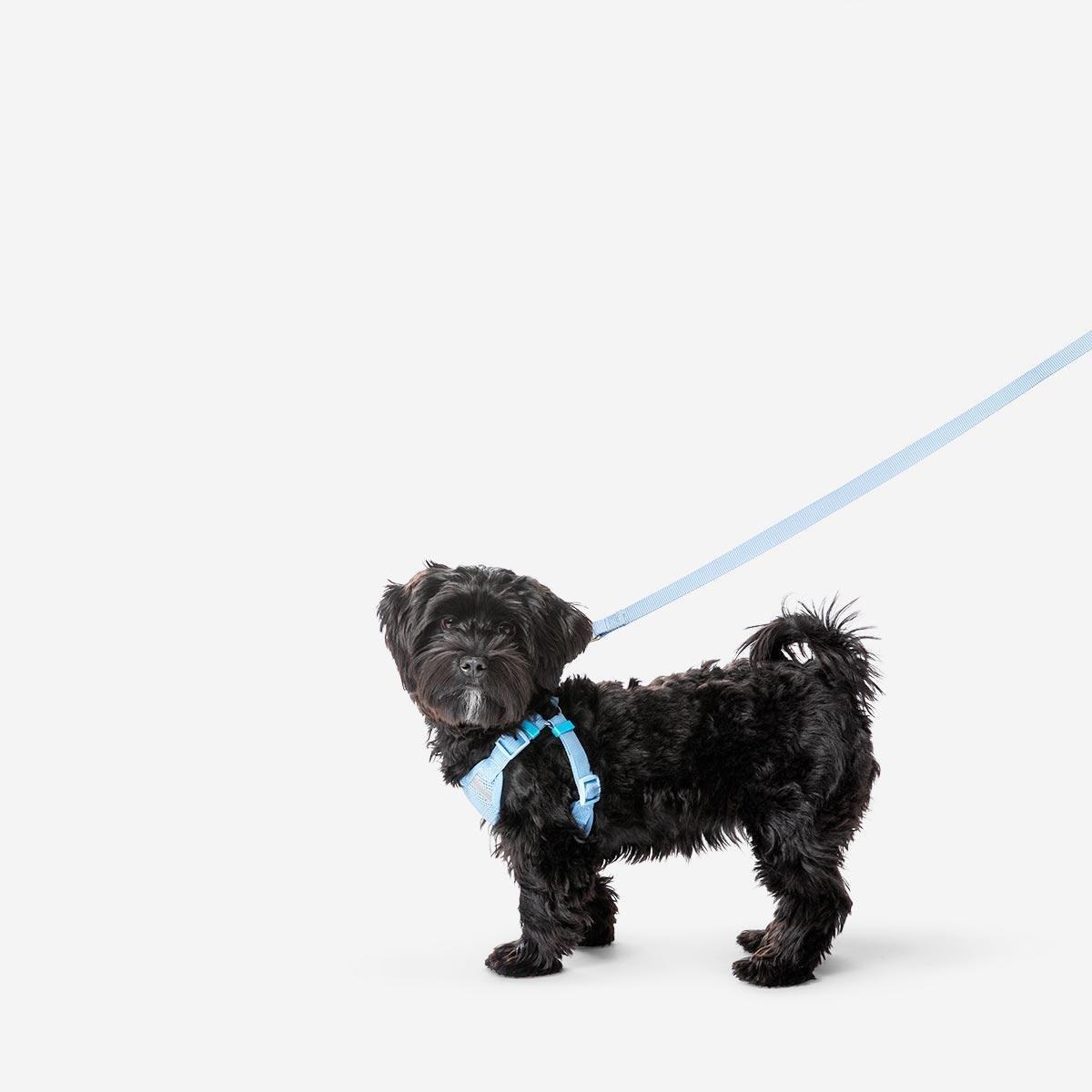 Blue pet harness with lead