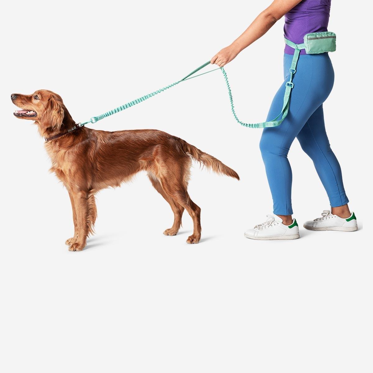 A 2024 dog leash