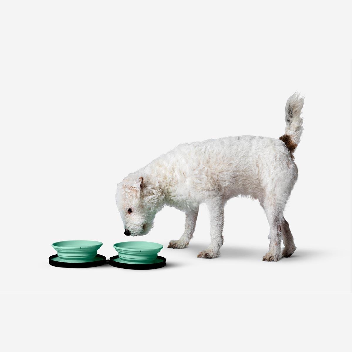 Green pet bowls. foldable