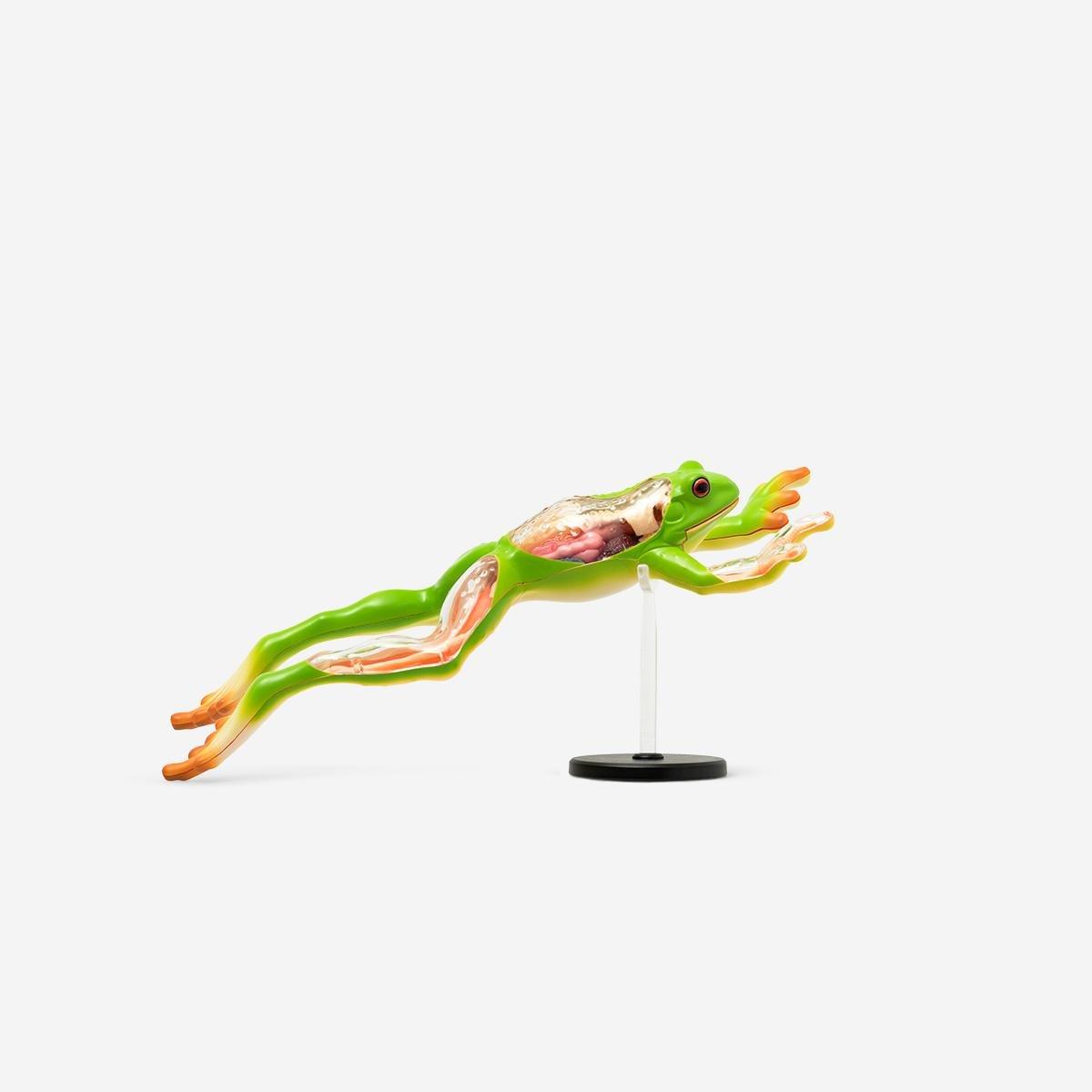 Multicolour 3D Anatomic Model. Frog