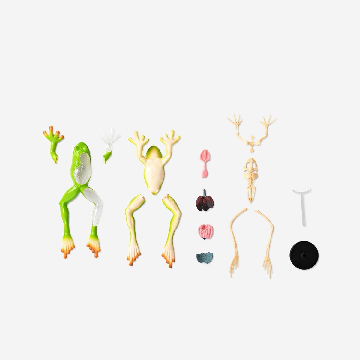 Multicolour 3D Anatomic Model. Frog