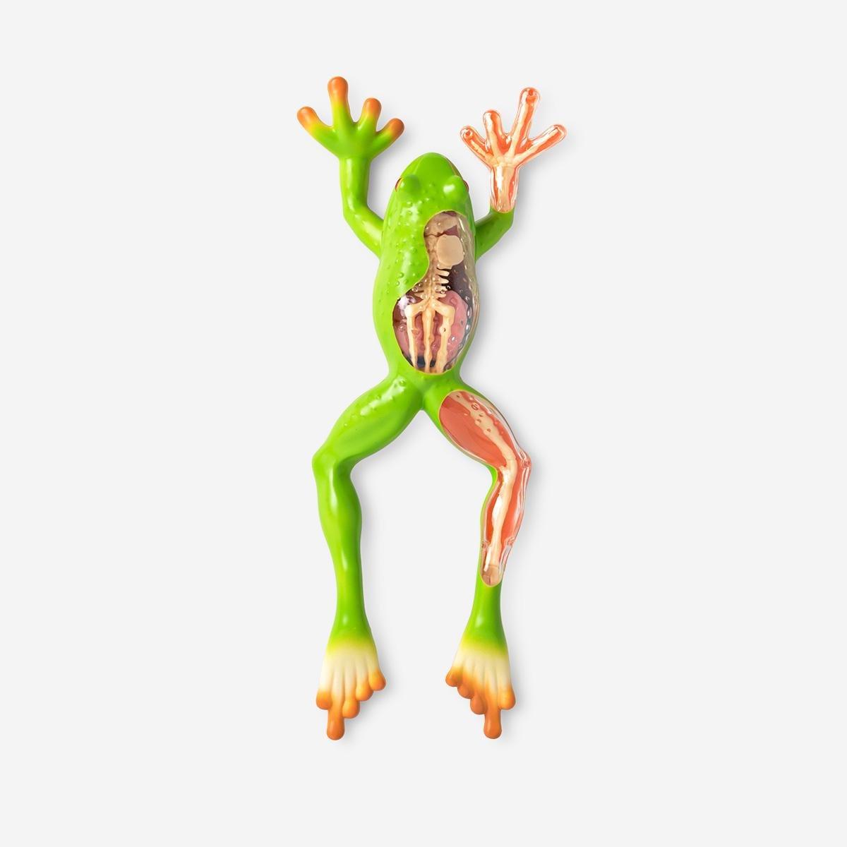 Multicolour 3D Anatomic Model. Frog
