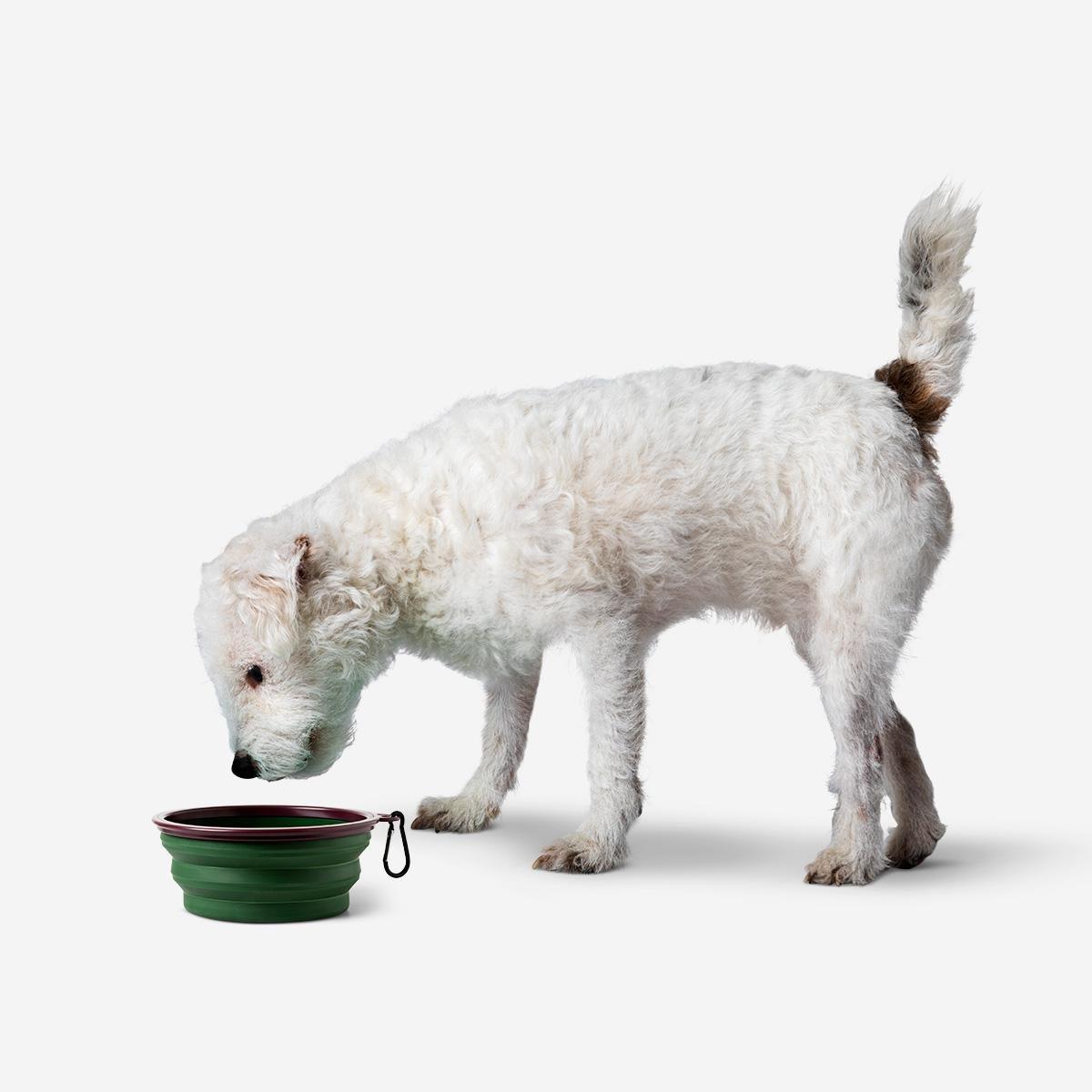 Green Pet Bowl. Foldable