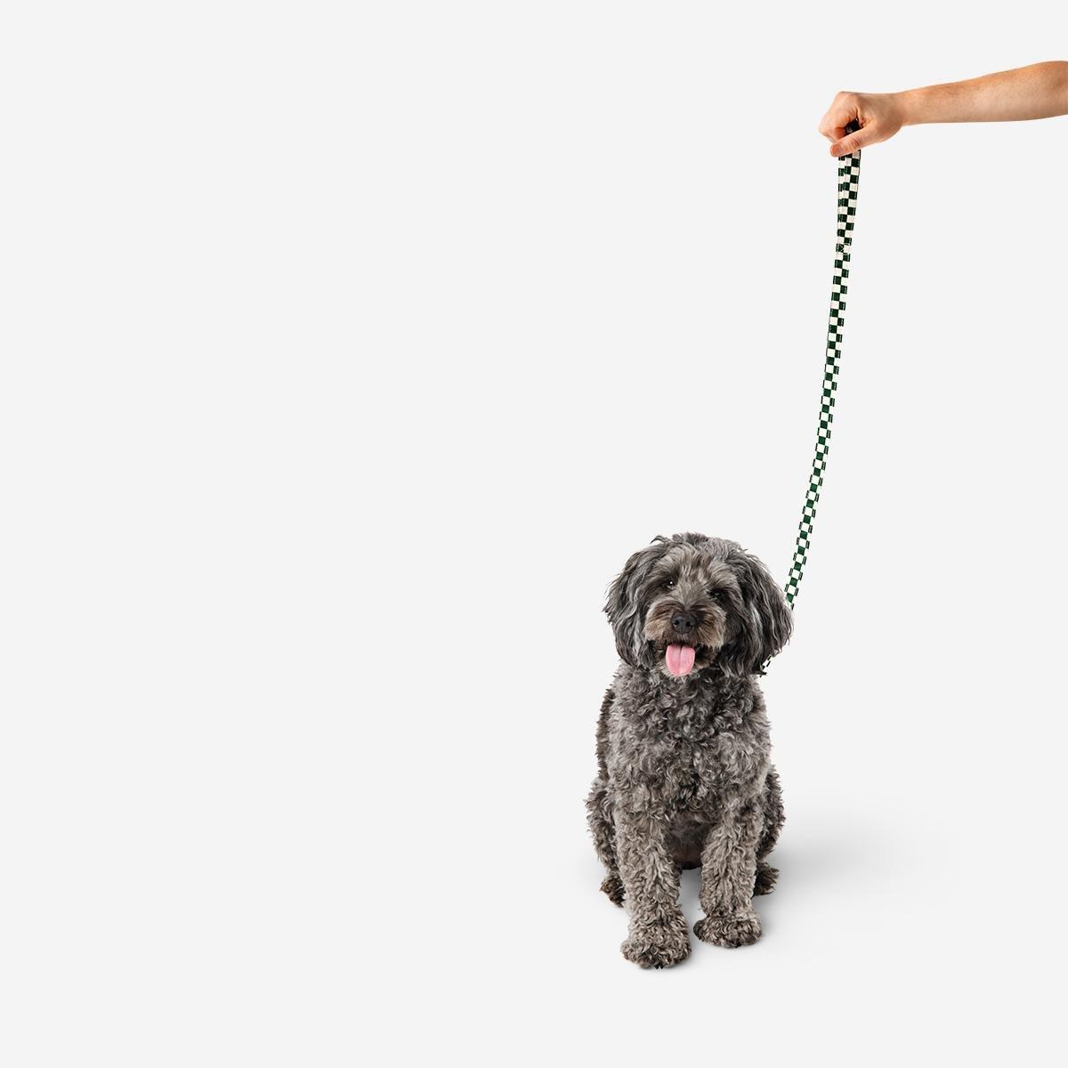 Multicolour Dog Lead. 116 Cm