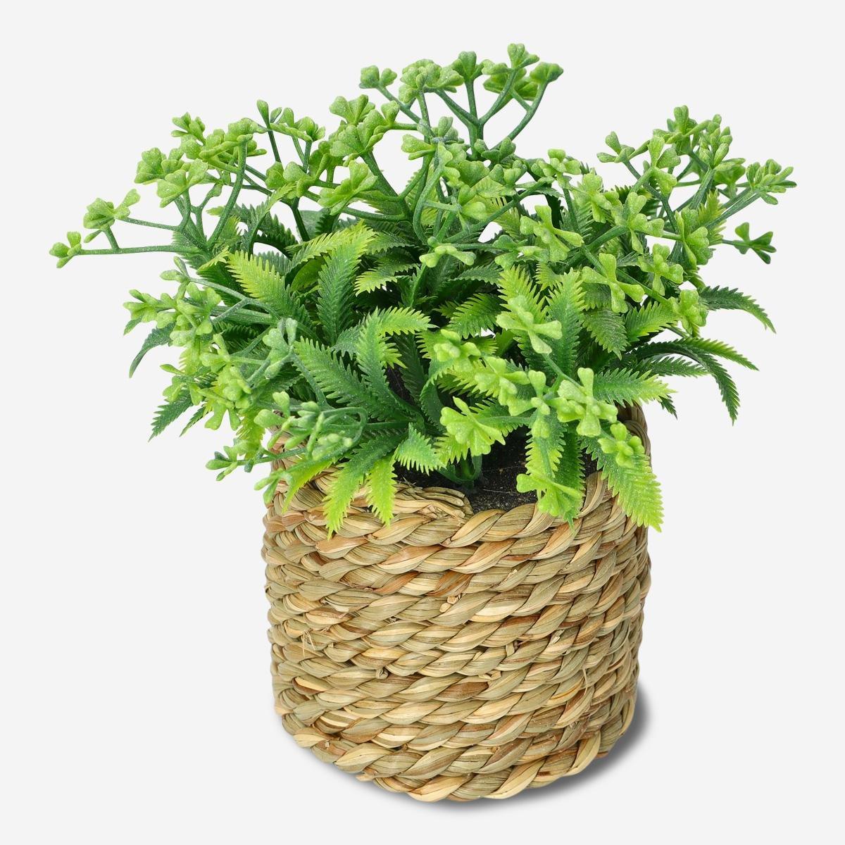 Multicolour decorative plant