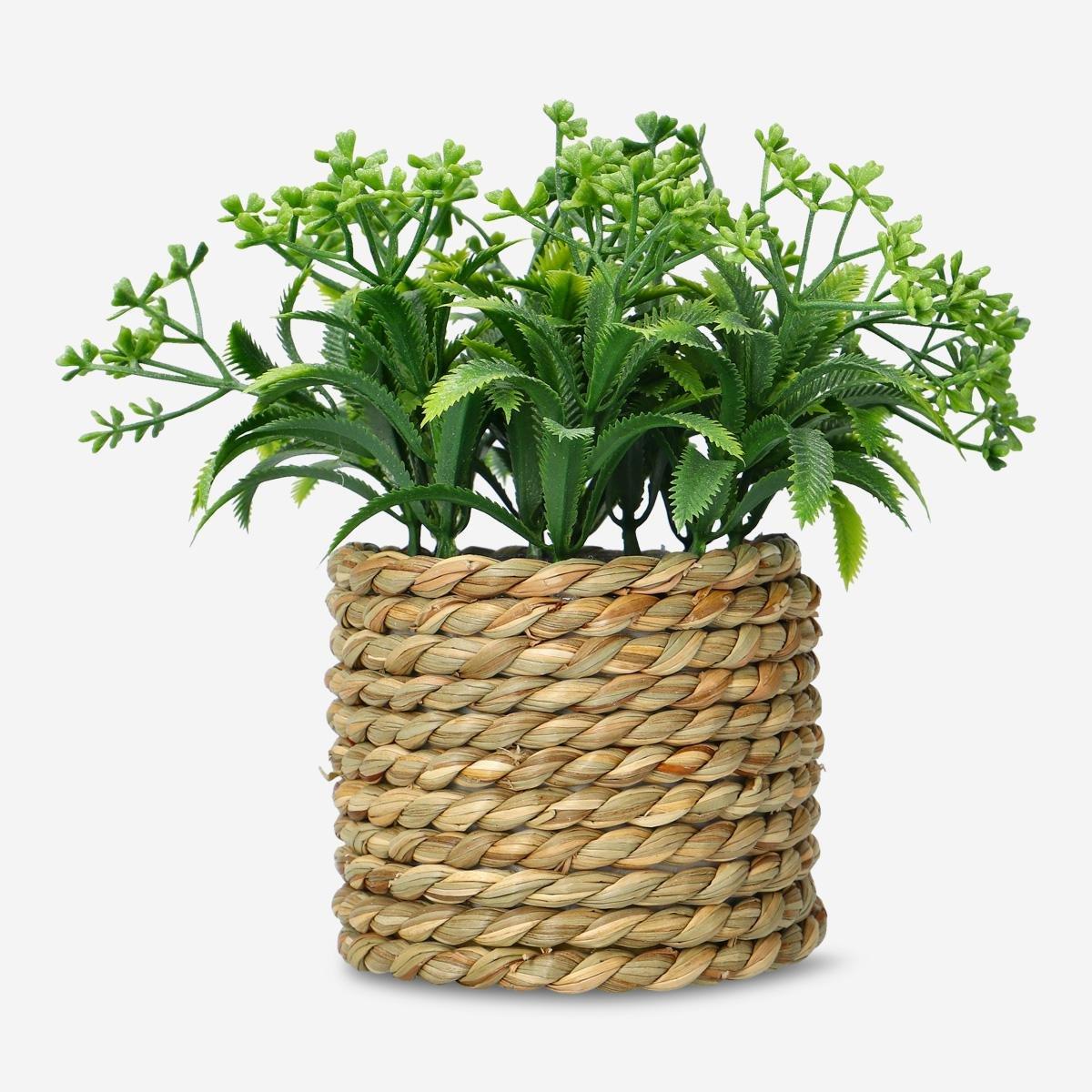 Multicolour decorative plant