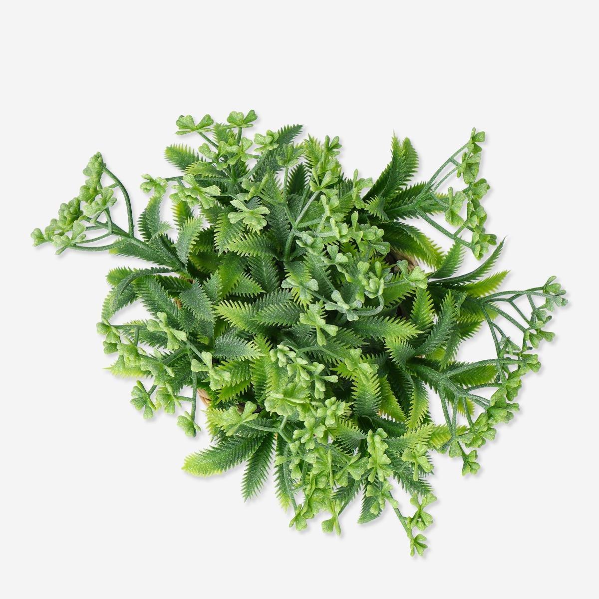 Multicolour decorative plant