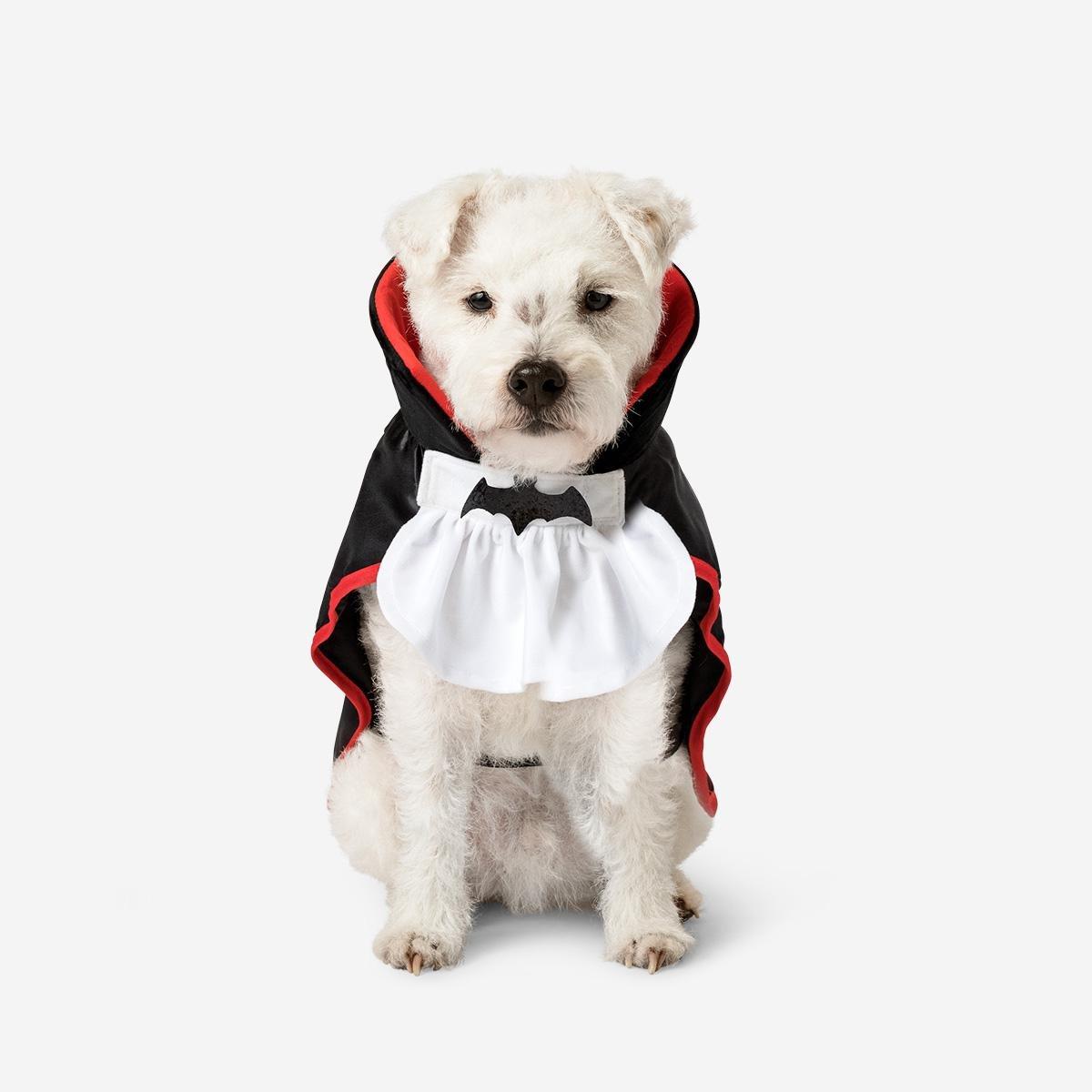 Multicolour costume. for pets