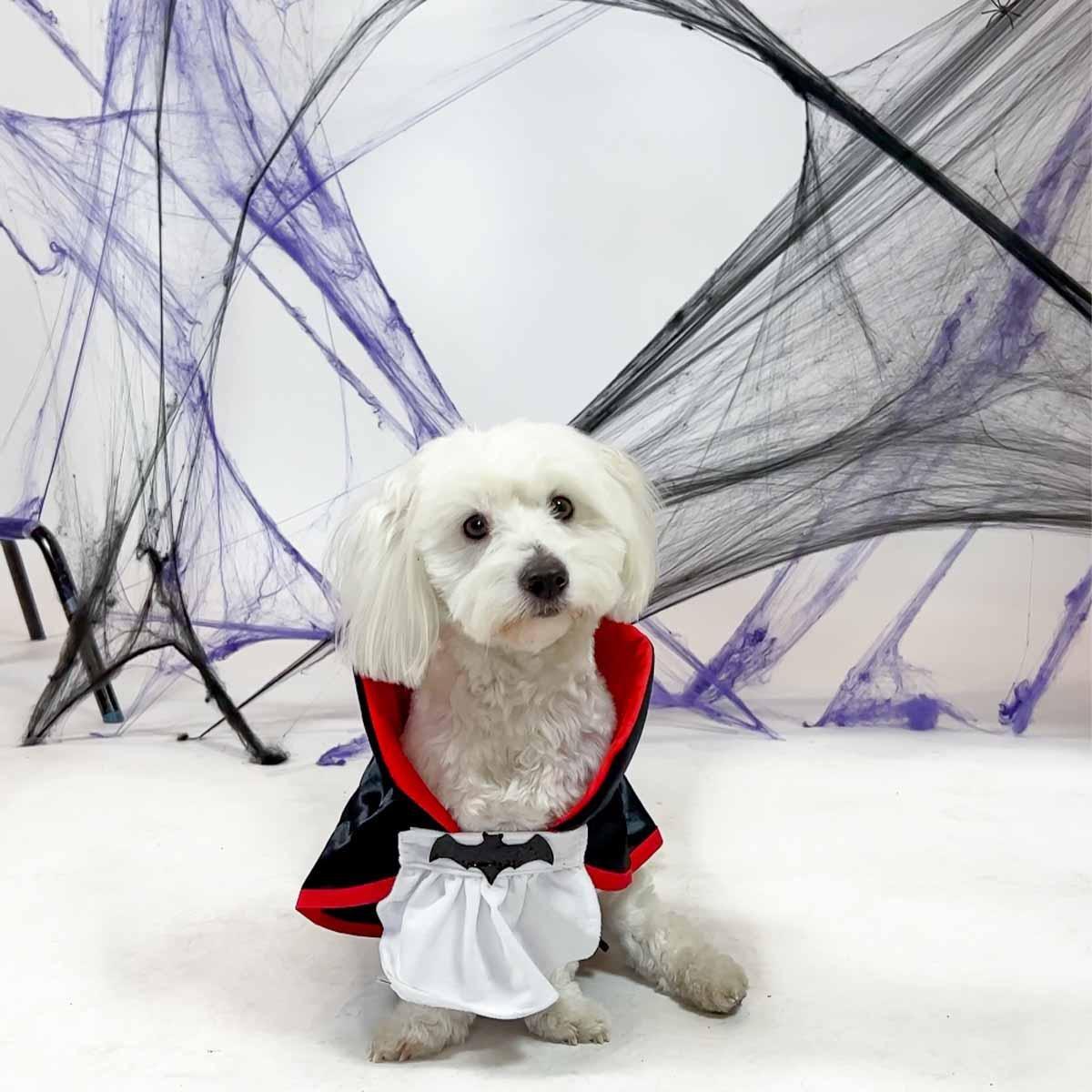 Multicolour costume. for pets