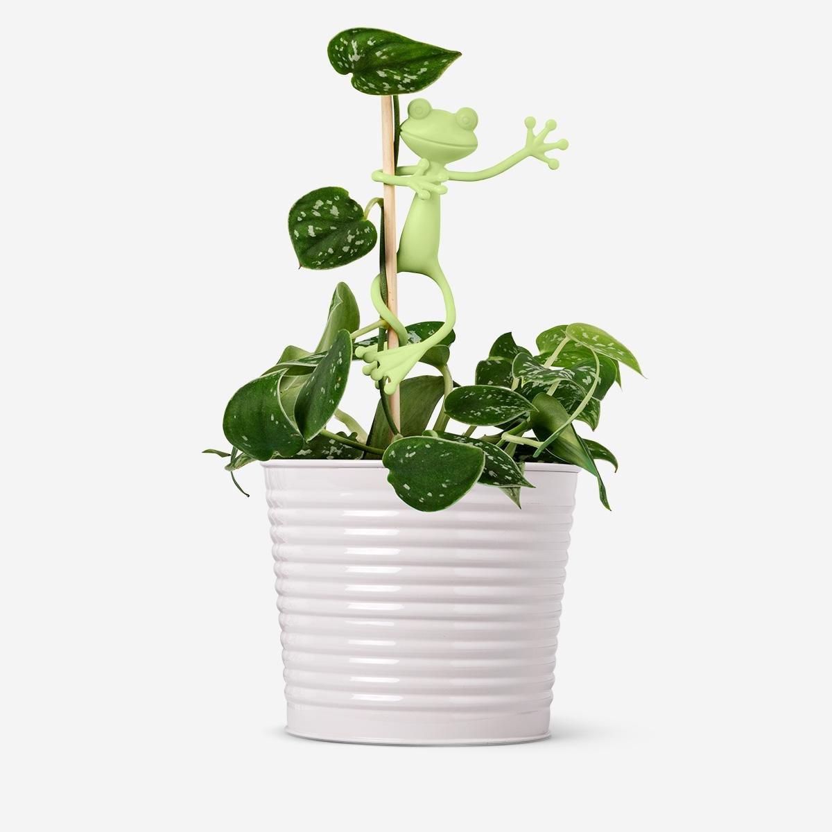 Green frog plant supports. 2 pcs