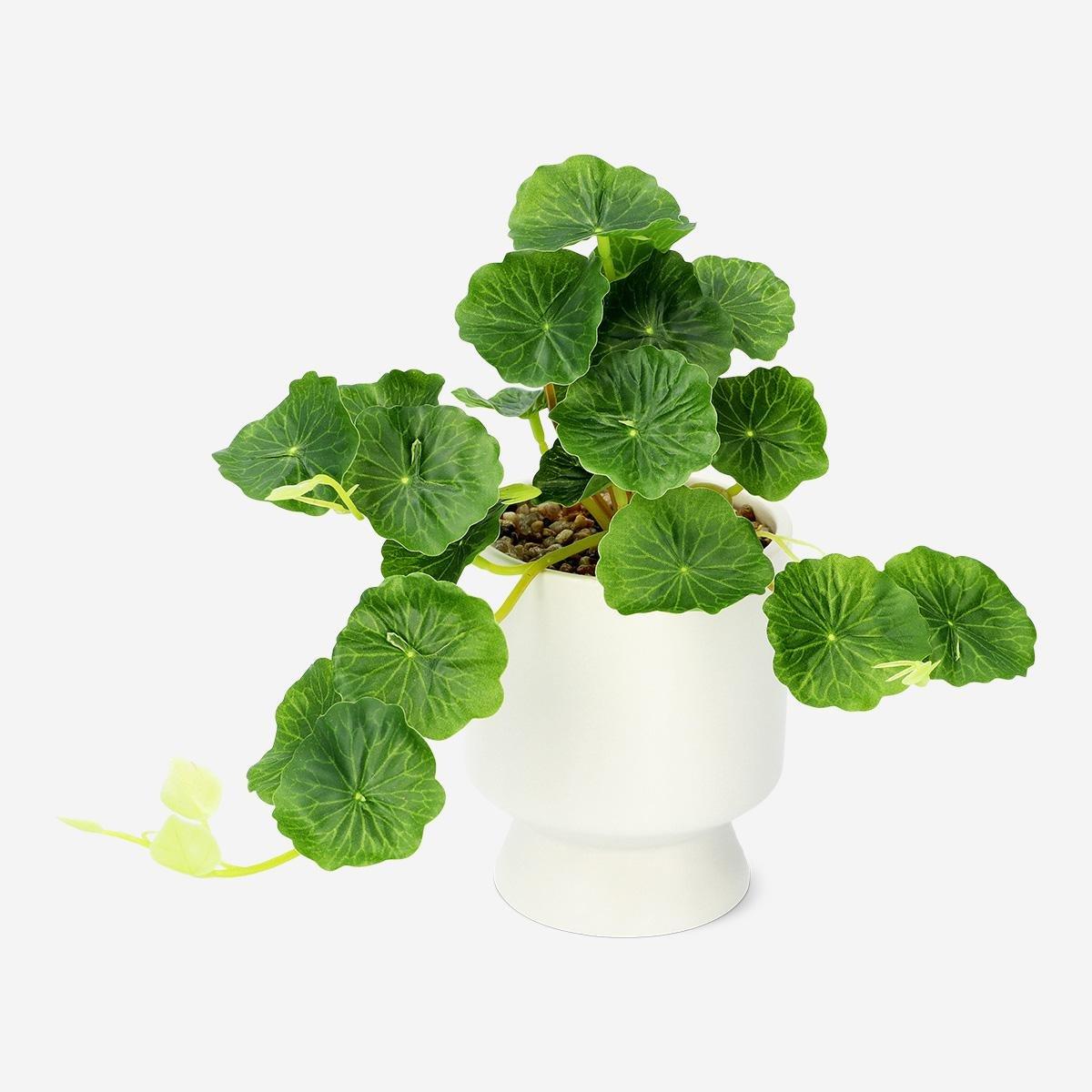 Green decorative plant