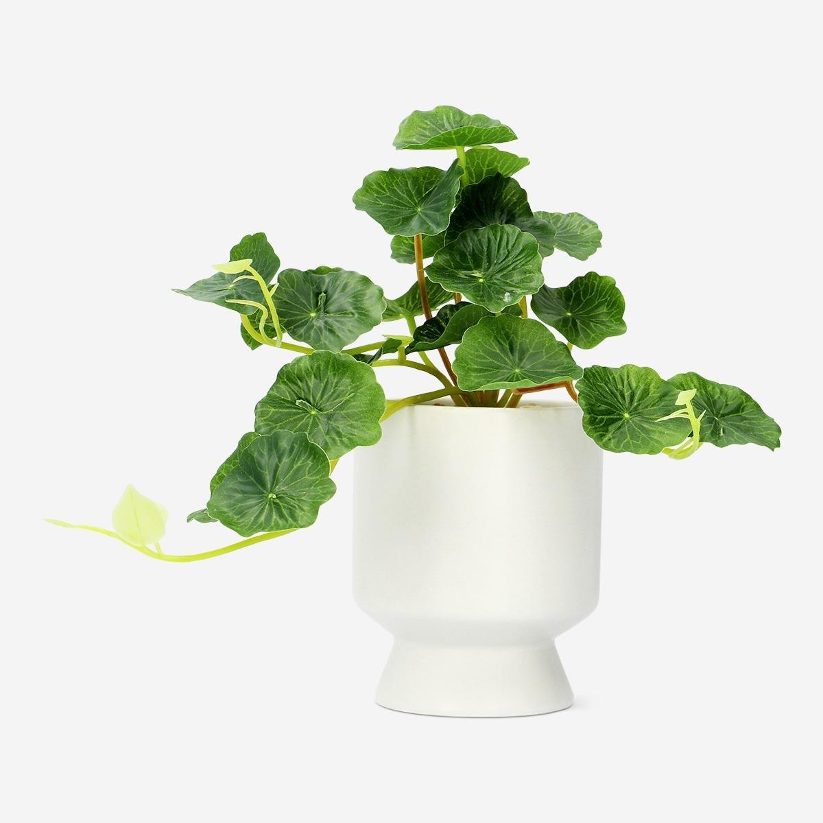 Green decorative plant