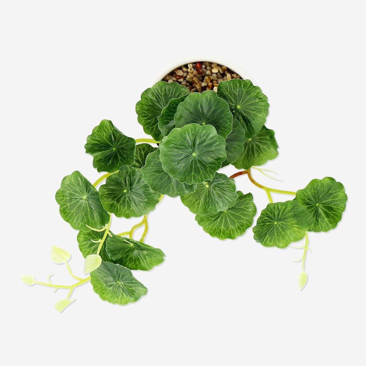 Green decorative plant