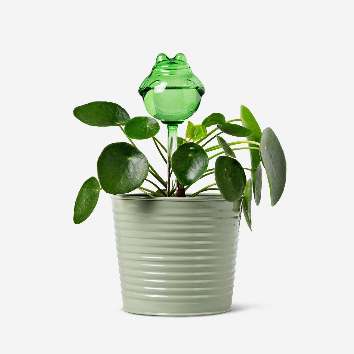 Green Frog Shaped Watering Spike